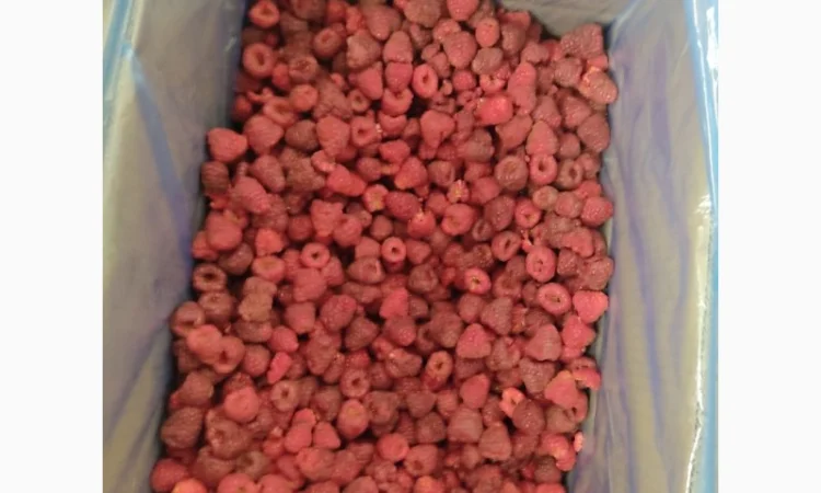 Куплю! Малину, смородину, вишню( без хвостиків) - фото № 1