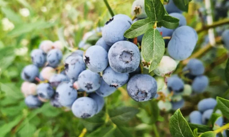 Купую Черешню Полуницю Лохину - фото № 2