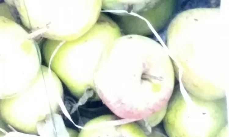 Продам яблука на сок та синю аличу - фото № 1