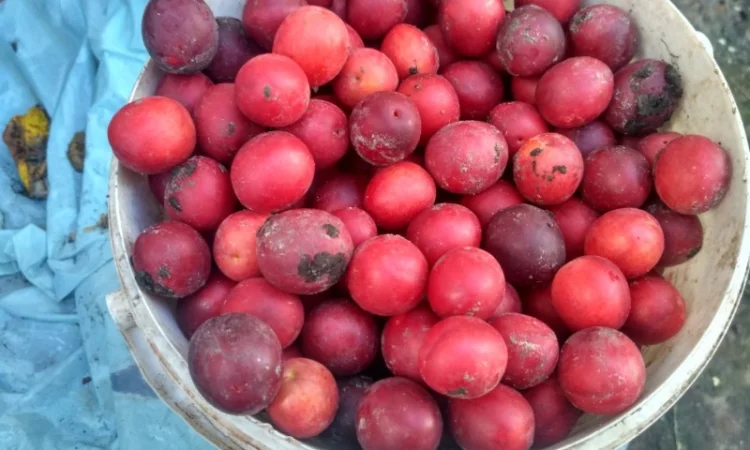 Продам яблука на сок та синю аличу - фото № 2