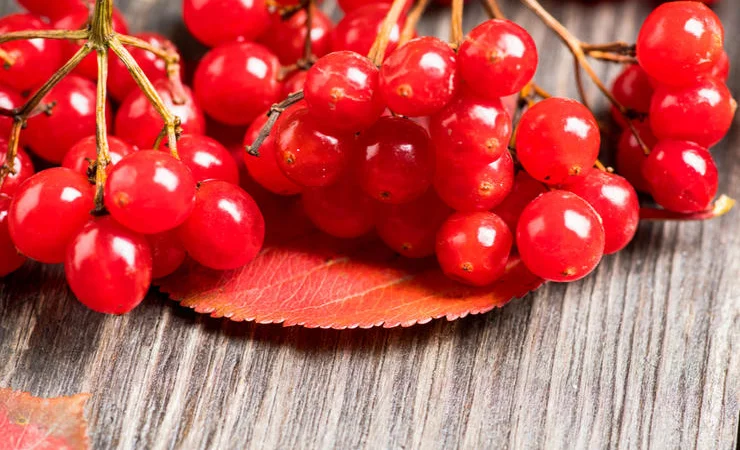 Продам калину - фото № 1