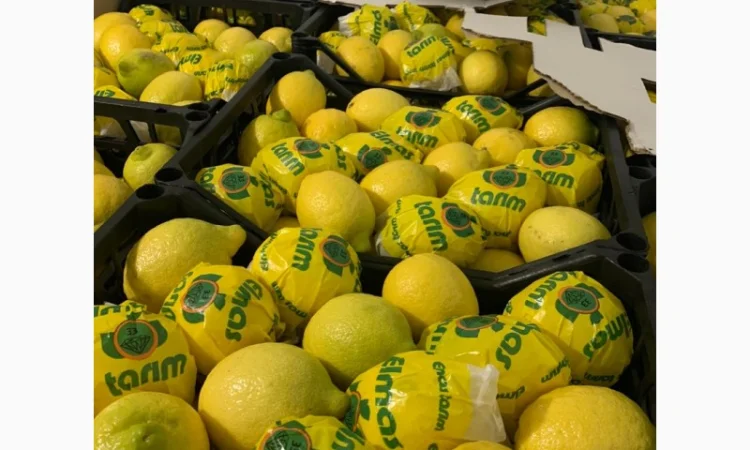 Продам Апельсин, Лимон, Мандарин Туреччина - фото № 5