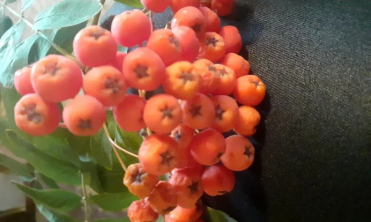 Купим свежие плоды боярышника, шиповника, красной рябины.Самовывоз - фото № 1