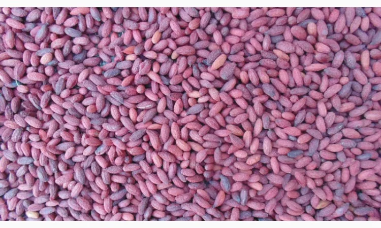 Сушена малина смородина полуниця яблука груша - фото № 1