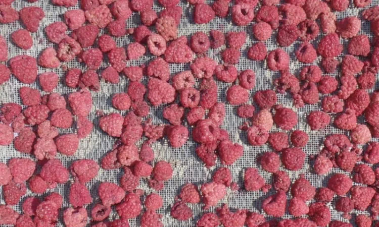 Сушена малина смородина полуниця яблука груша - фото № 3