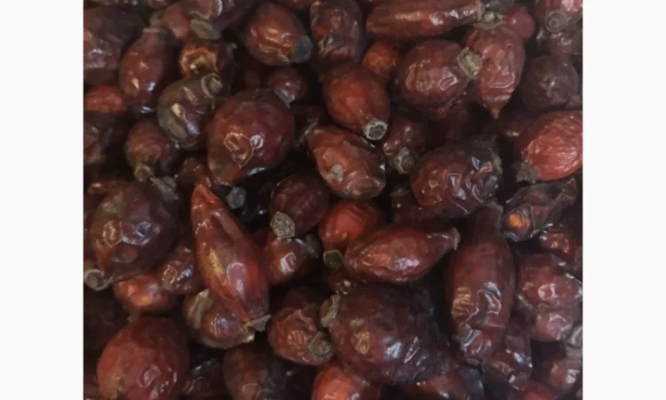 Купим свежие плоды шиповника., рябину красную, боярышник, терен, бузину - фото № 1