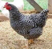 Кури несучки Домінант 6місяців - фото № 1