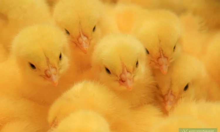 Цыплята бройлера суточные кобб 500, росс 708 26.12 и комбикорм для них - фото № 1