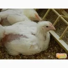 Цыплята бройлера суточные кобб 500, росс 708 26.12 и комбикорм для них - фото № 2