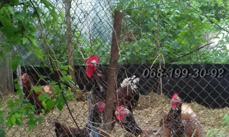 Ливенская ситцевая порода кур: петух и инкубационные яйца - фото № 1