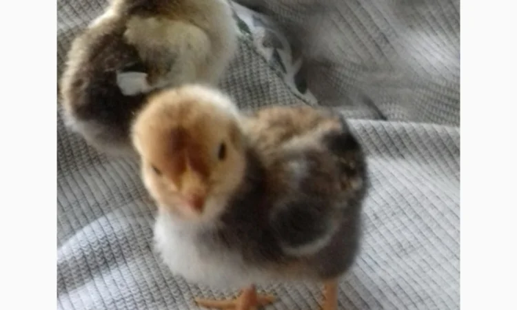 Ливенская ситцевая порода кур: петух и инкубационные яйца - фото № 2