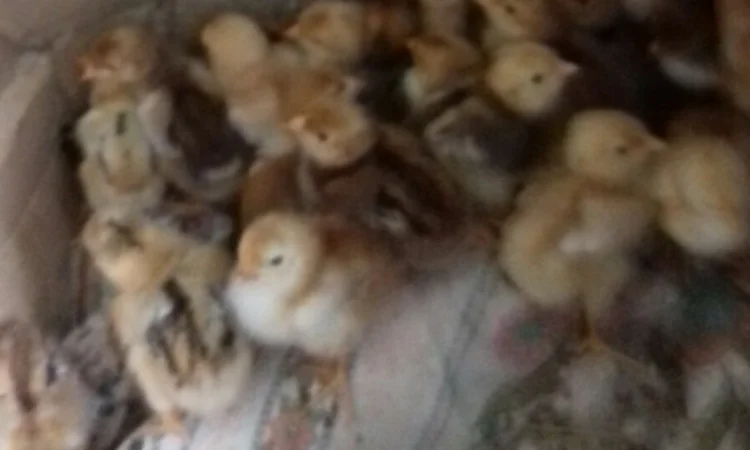 Ливенская ситцевая порода кур: петух и инкубационные яйца - фото № 3