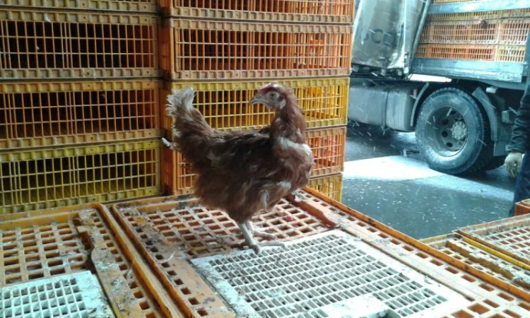 Покупаем на убой живую курицу - фото № 1