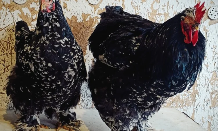 Кури Кохінкіни і нкуб.яйце від них - фото № 1