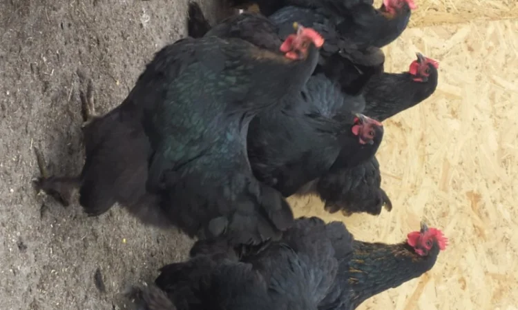 Кури Кохінкіни і нкуб.яйце від них - фото № 2