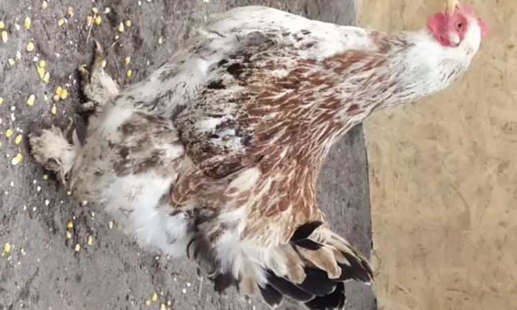 Кури Кохінкіни і нкуб.яйце від них - фото № 3