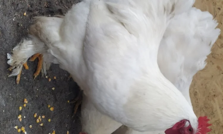 Кури Кохінкіни і нкуб.яйце від них - фото № 4