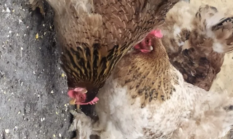 Кури Кохінкіни і нкуб.яйце від них - фото № 5