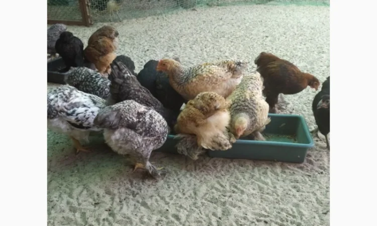 Кури Кохінкіни і нкуб.яйце від них - фото № 6