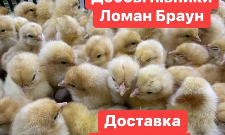 Добові курчата Ломан Браун Цыплята Ломан Браун суточные - фото № 1