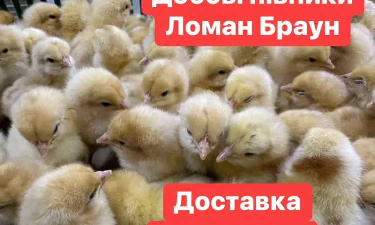 Добові курчата Ломан Браун Цыплята Ломан Браун суточные - фото № 1