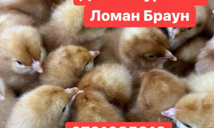 Добові курчата Ломан Браун Цыплята Ломан Браун суточные - фото № 2