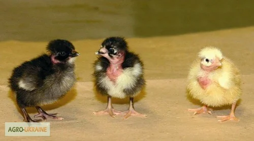 Циплята бройлери КООБ-500, Мастер Грей, Фокси Чик та інші - фото № 3