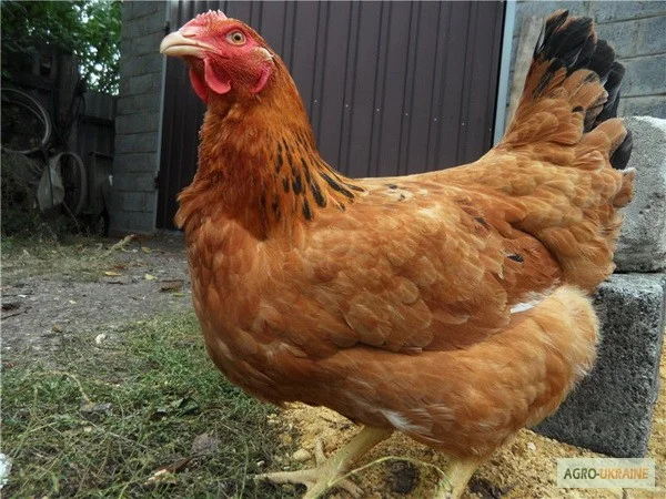 Цыплята бройлеры КООБ-500 (Польша, Чехия), Доминант, Мастер Грей, индюшата - фото № 5