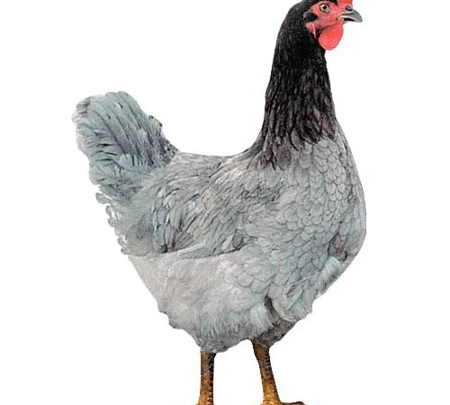 Цыплята бройлеры КООБ-500 (Польша, Чехия), Доминант, Мастер Грей, индюшата - фото № 6