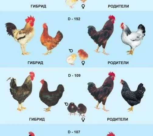 Цыплята бройлеры КООБ-500 (Польша, Чехия), Доминант, Мастер Грей, индюшата - фото № 7