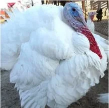 Цыплята бройлеры КООБ-500 (Польша, Чехия), Доминант, Мастер Грей, индюшата - фото № 8