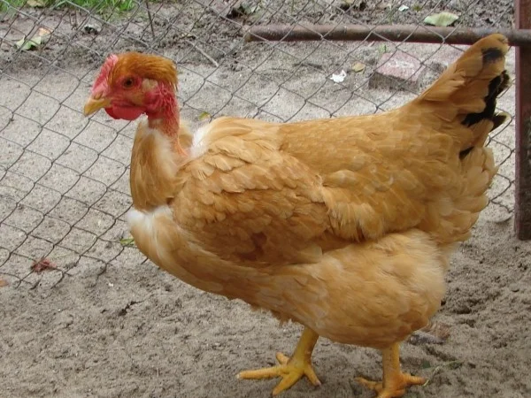 Цыплята бройлеры КООБ-500 (Польша, Чехия), Доминант, Мастер Грей, индюшата - фото № 3