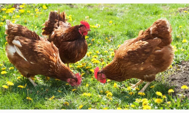 Цыплята мясо-яичной породы Браун Ник от производителя - фото № 3