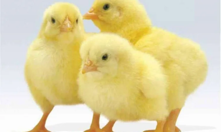 Цыплята бройлеры КОББ-500, от производителя Чехия Польша - фото № 1