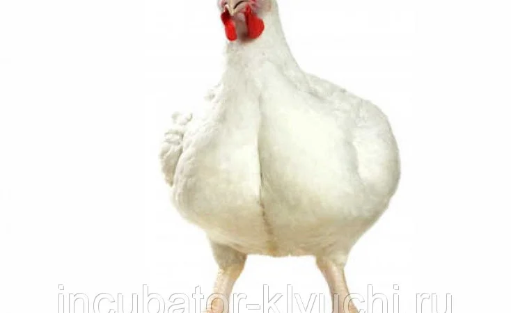 Цыплята бройлеры КОББ-500, от производителя Чехия Польша - фото № 4