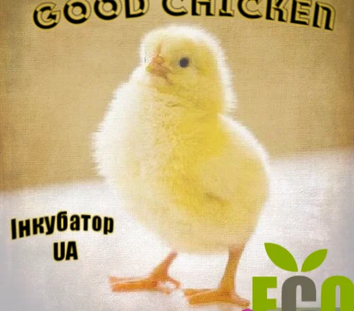 Продажа бройлеров КОББ 500 - фото № 1