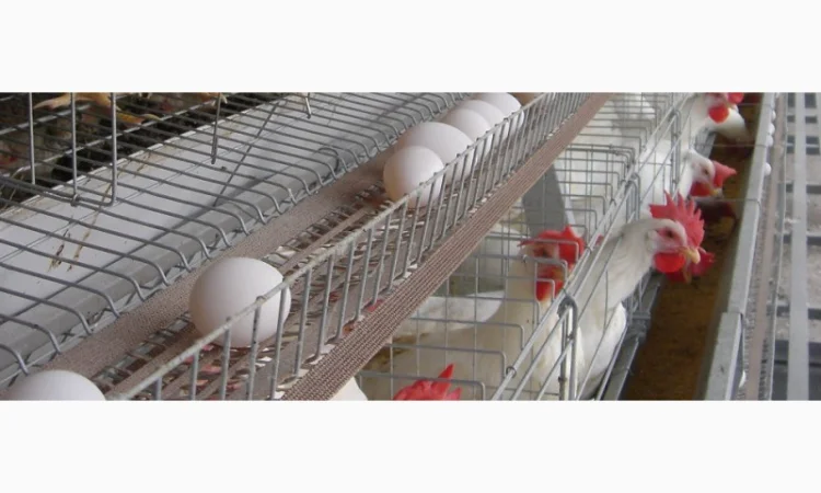 Ленты яйцесбора ЛТ-100, ЛТ-250, ЛТ-300 в продаже - фото № 1