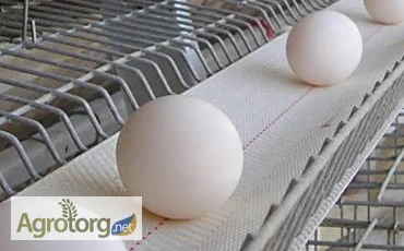 Ленты яйцесбора ЛТ-100, ЛТ-250, ЛТ-300 в продаже - фото № 2