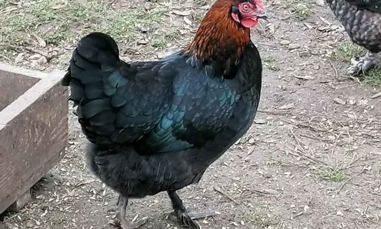 Продаємо молоді кури та півники породи Маран віком 12-20 тижнів - фото № 1