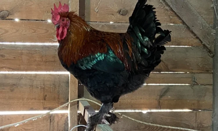 Продаємо молоді кури та півники породи Маран віком 12-20 тижнів - фото № 2