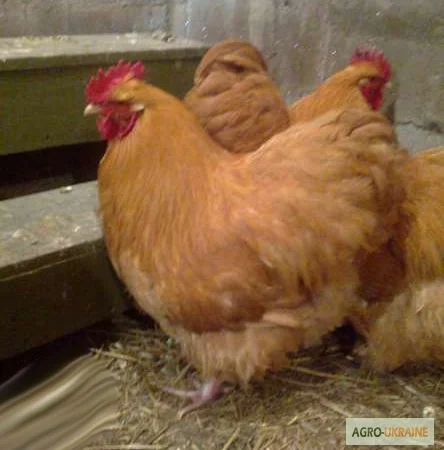 Орпінгтон півні, курки, курчата, яйця інкубаційні - фото № 1