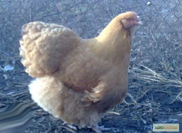 Орпінгтон півні, курки, курчата, яйця інкубаційні - фото № 2