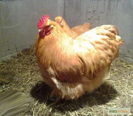 Орпінгтон півні, курки, курчата, яйця інкубаційні - фото № 4