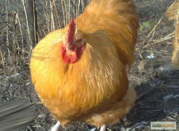 Орпінгтон півні, курки, курчата, яйця інкубаційні - фото № 5