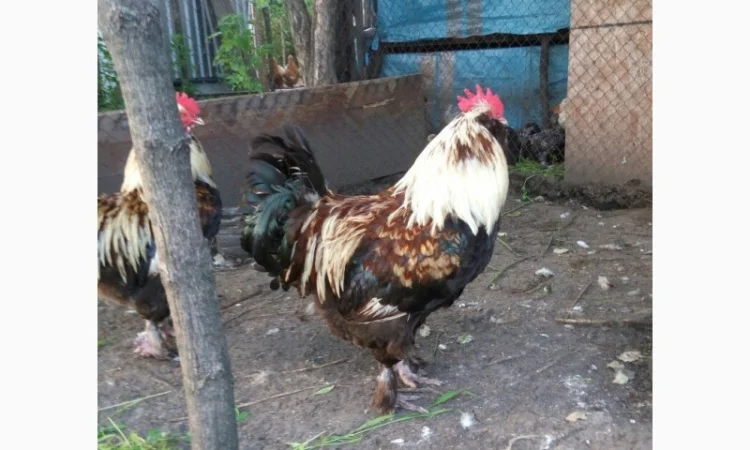 Фавероли, петухи, куры, цыплята, яйца - фото № 4