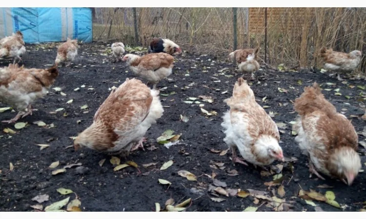 Фавероли, петухи, куры, цыплята, яйца - фото № 3