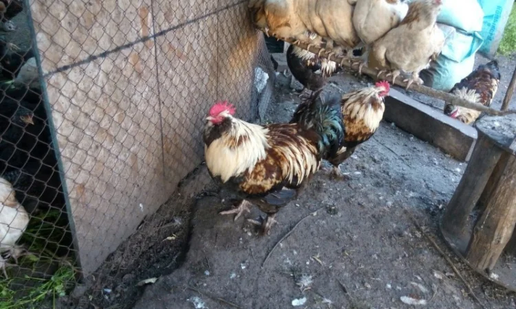 Фавероли, петухи, куры, цыплята, яйца - фото № 5