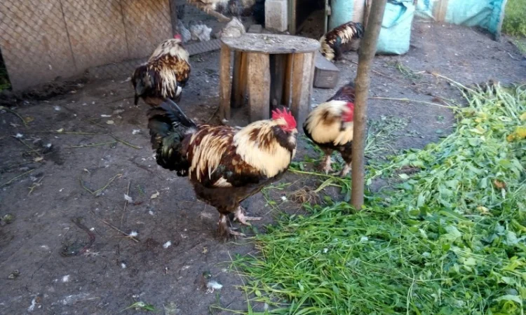 Фавероли, петухи, куры, цыплята, яйца - фото № 6
