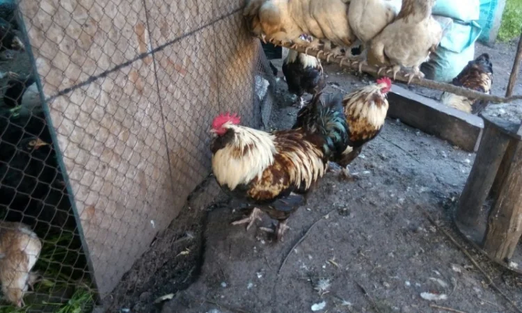 Фавероли, петухи, куры, цыплята, яйца - фото № 7