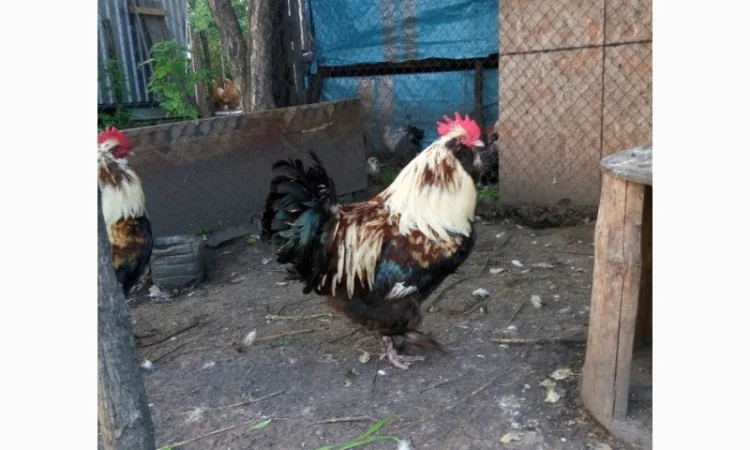 Фавероли, петухи, куры, цыплята, яйца - фото № 8